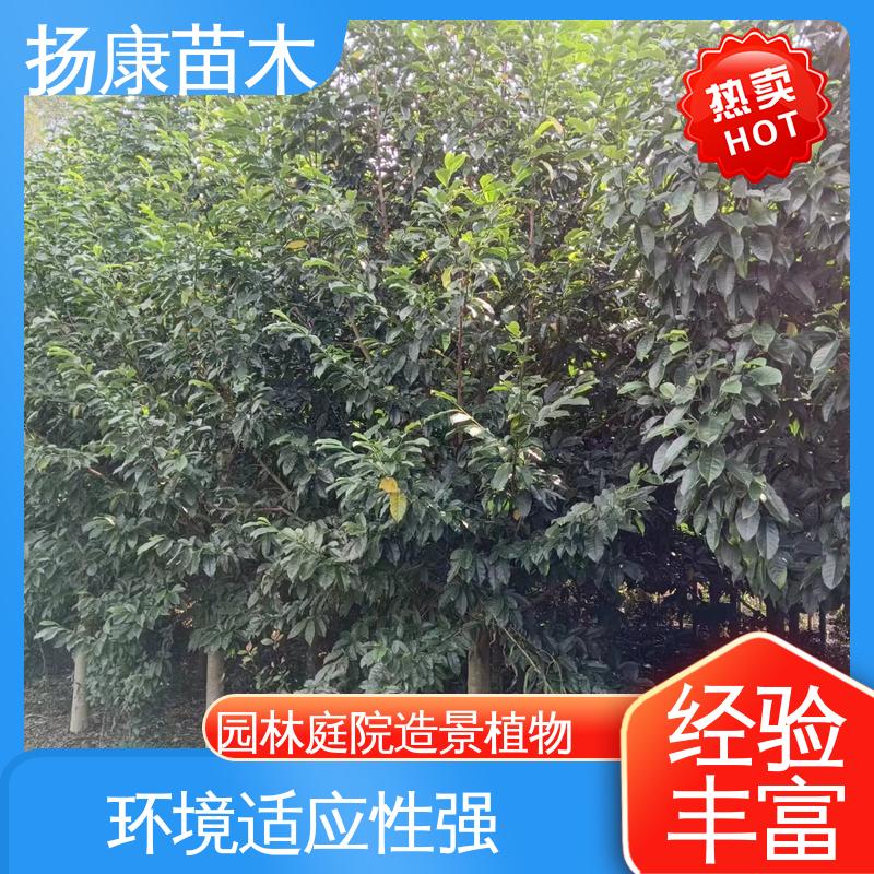 扬康苗木 湖 南 乐 昌含笑 绿化工程专用苗 高端大气美观
