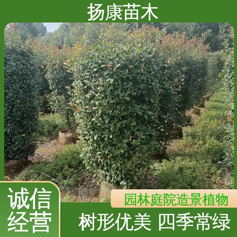 扬康苗木 红叶石楠球 庭院小区绿化造景树 高成活率 规格齐全