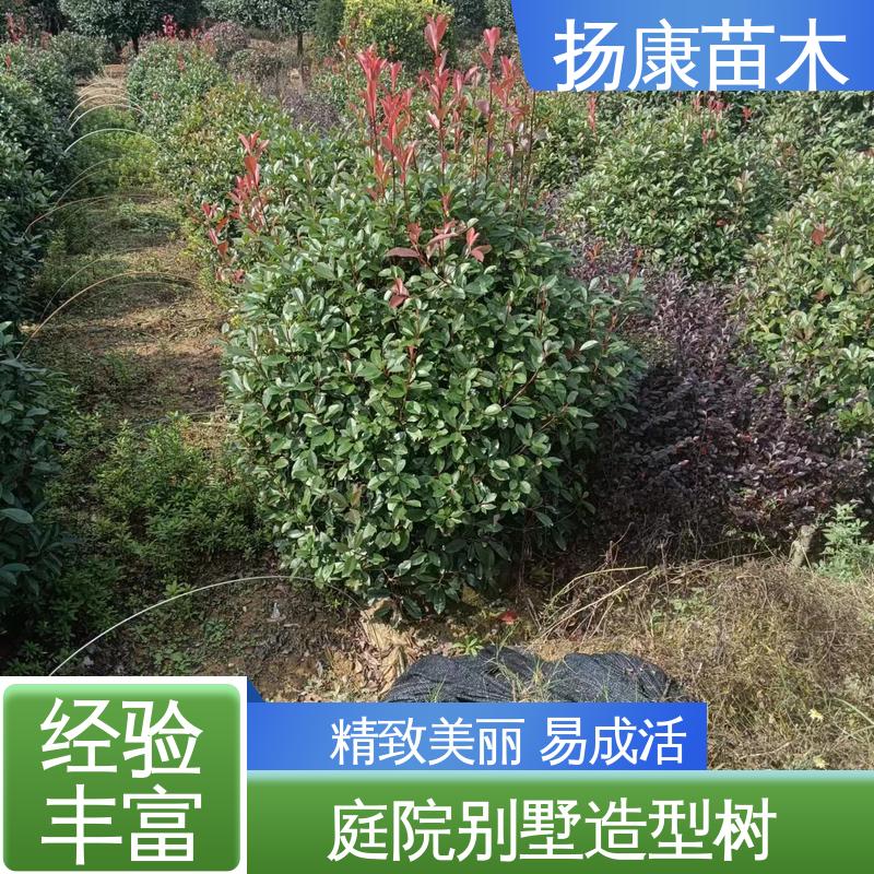 扬康苗木 红叶石楠树 道路绿化行道苗 树形丰富 成活率高