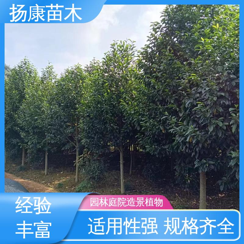 扬康苗木 乐 昌含笑批发 园林景区栽植 适用性强 规格齐全