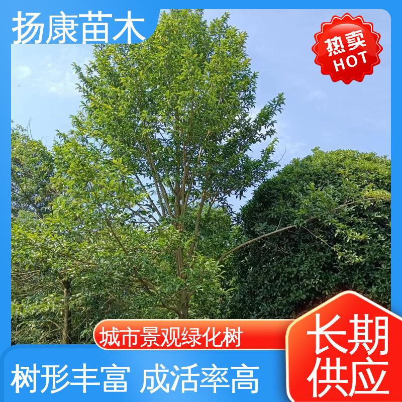 扬康苗木 基地供应 湖 南 乐 昌含笑 园林景区栽植 环境适应性强