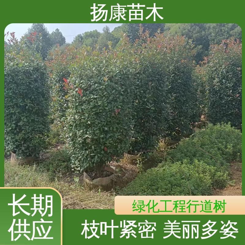 扬康苗木品牌 红叶石楠树 乔木 中式风景树 全国可售