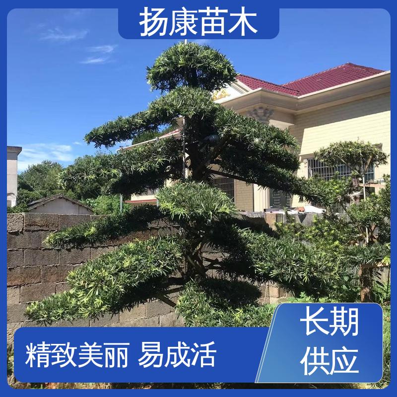 扬康苗木 浙 江罗山松 庭院别墅造景树 常绿乔木 适应性强