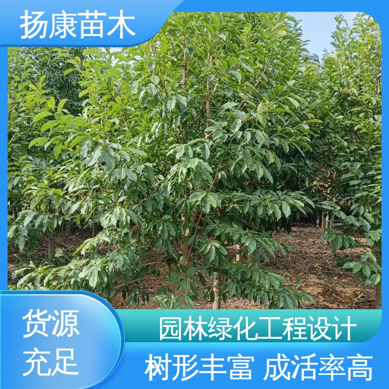 扬康苗木 12公分乐 昌含笑 园林绿化工程设计 观赏价值高