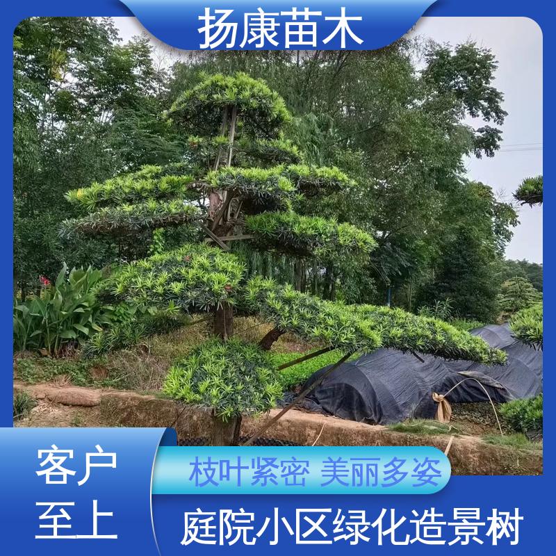 扬康苗木 基地供应 12公分罗汉松 庭院别墅造景树 造型优美 易成活