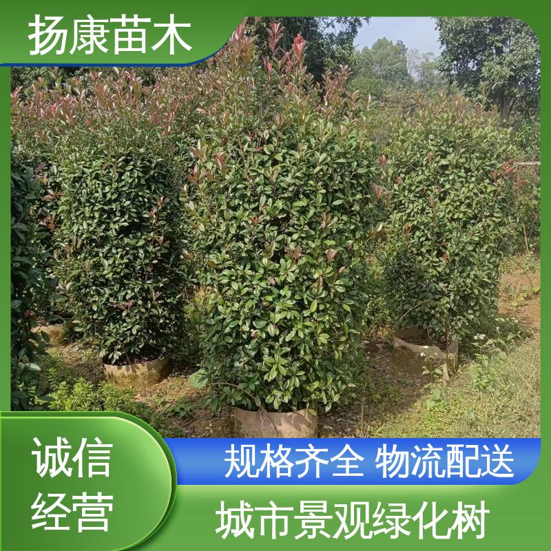 扬康苗木 基地供应 纸石楠球 道路绿化行道苗 环境适应性强