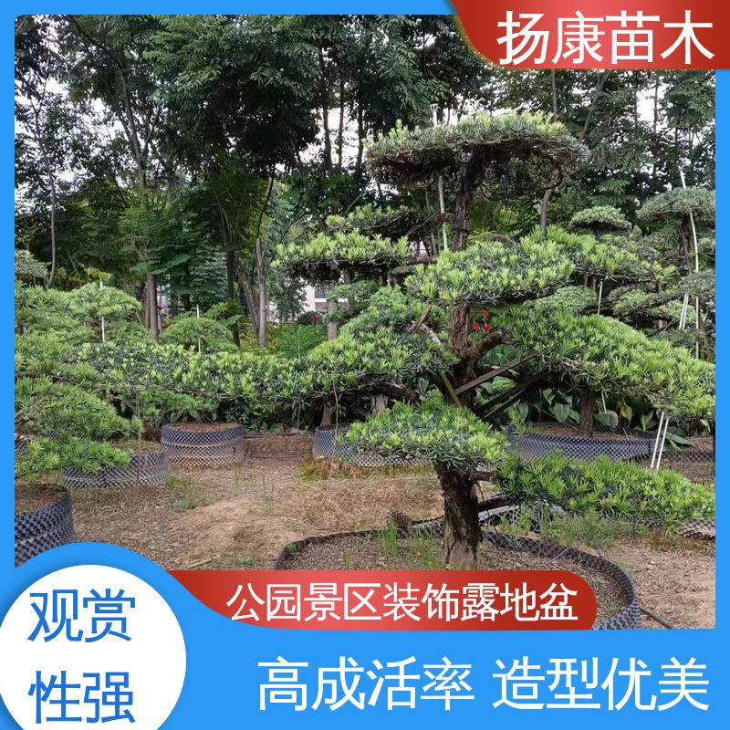 扬康苗木 基地供应 湖 南罗汉松 园林庭院造景植物 精致美丽 易成活