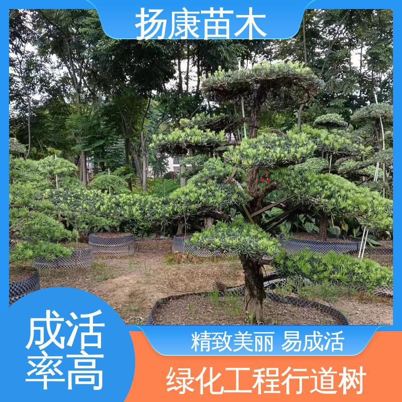 扬康苗木 30公分罗汉松 园林庭院造景植物 枝叶紧密 美丽多姿