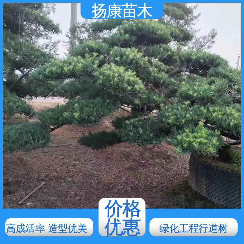 扬康苗木 湖 南罗汉松 园林庭院造景植物 常绿乔木 适应性强