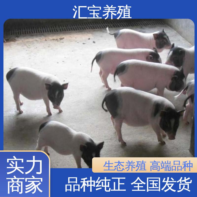 汇宝养殖 上门服务 巴 马香猪成品猪 繁殖能力强 低成本高回收