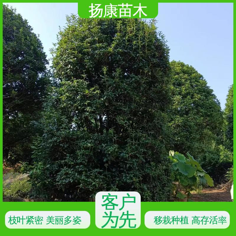 扬康苗木 基地供应 30公分桂花 园区道路绿化苗 高成活率 规格齐全