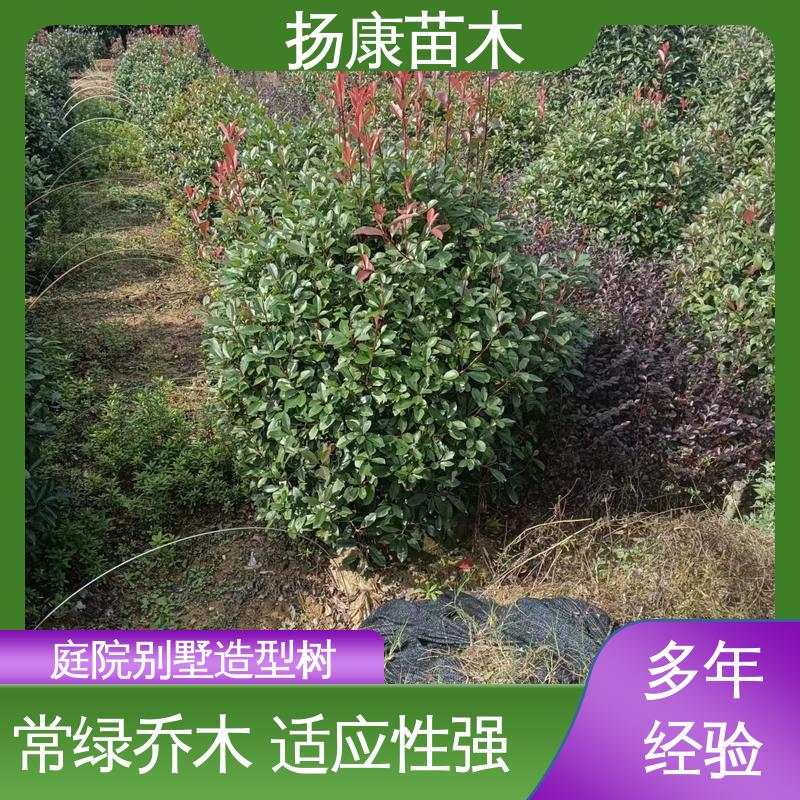 扬康苗木 基地供应 红叶石楠 绿化工程专用苗 高端大气美观