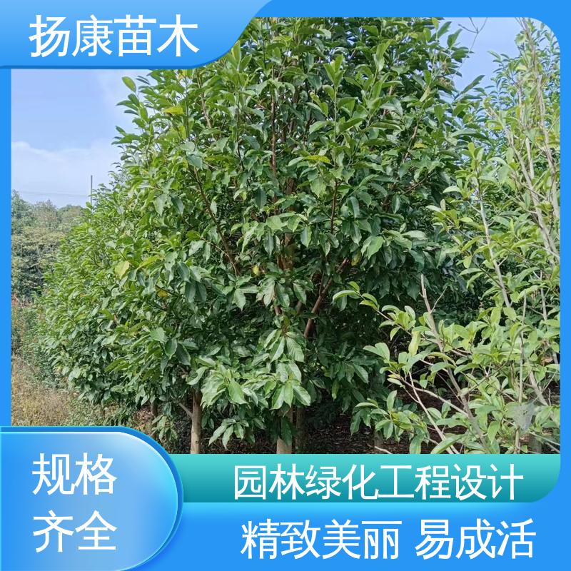 扬康苗木 基地供应 12公分乐 昌含笑 园林绿化专用树 高成活率 规格齐全