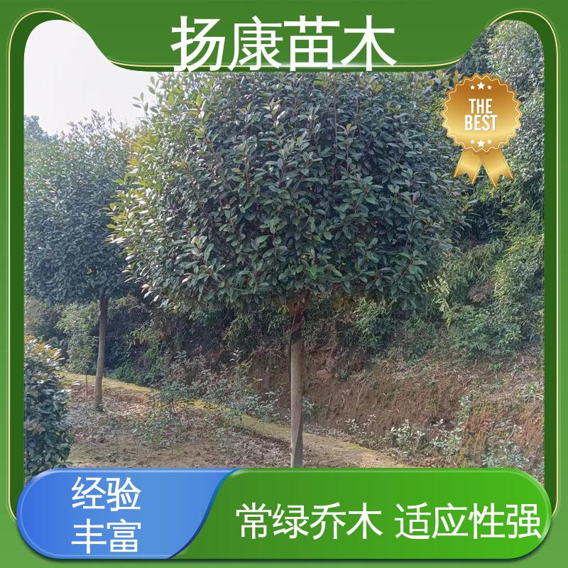 扬康苗木 基地供应 红叶南栓 绿化工程专用苗 枝叶紧密 美丽多姿