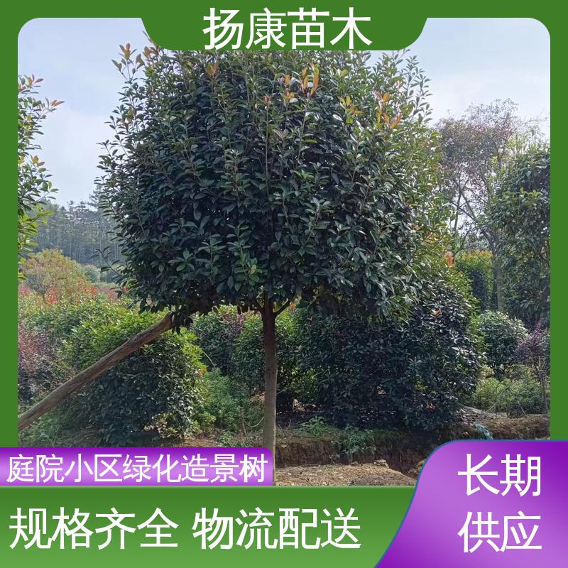 扬康苗木 红叶石楠树 道路绿化行道苗 造型优美 易成活