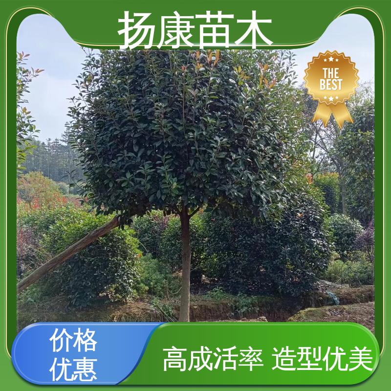 扬康苗木 基地供应 小楠 园林景区栽植 树形丰富 成活率高