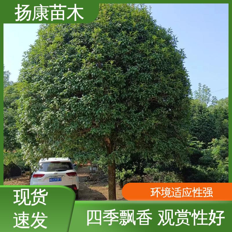 扬康苗木 22公分桂花 园林庭院造景植物 枝叶紧密 美丽多姿