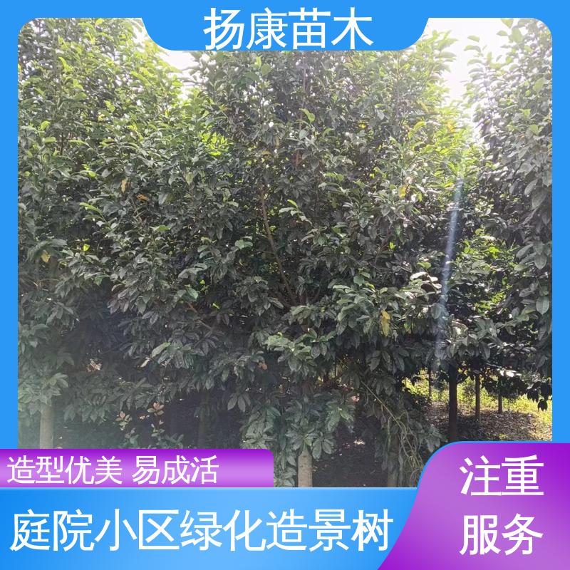 扬康苗木 18公分乐 昌含笑 庭院小区绿化造景树 适用性强 规格齐全
