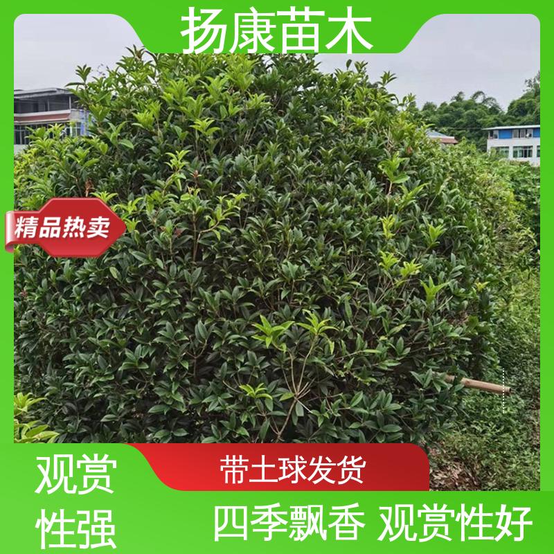扬康苗木 基地供应 25公分桂花 园林庭院造景植物 适用性强 规格齐全