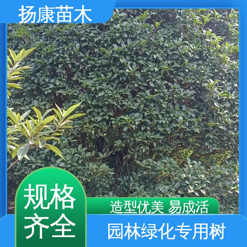 扬康苗木 湖 南 乐 昌含笑 庭院小区绿化造景树 适用性强 规格齐全