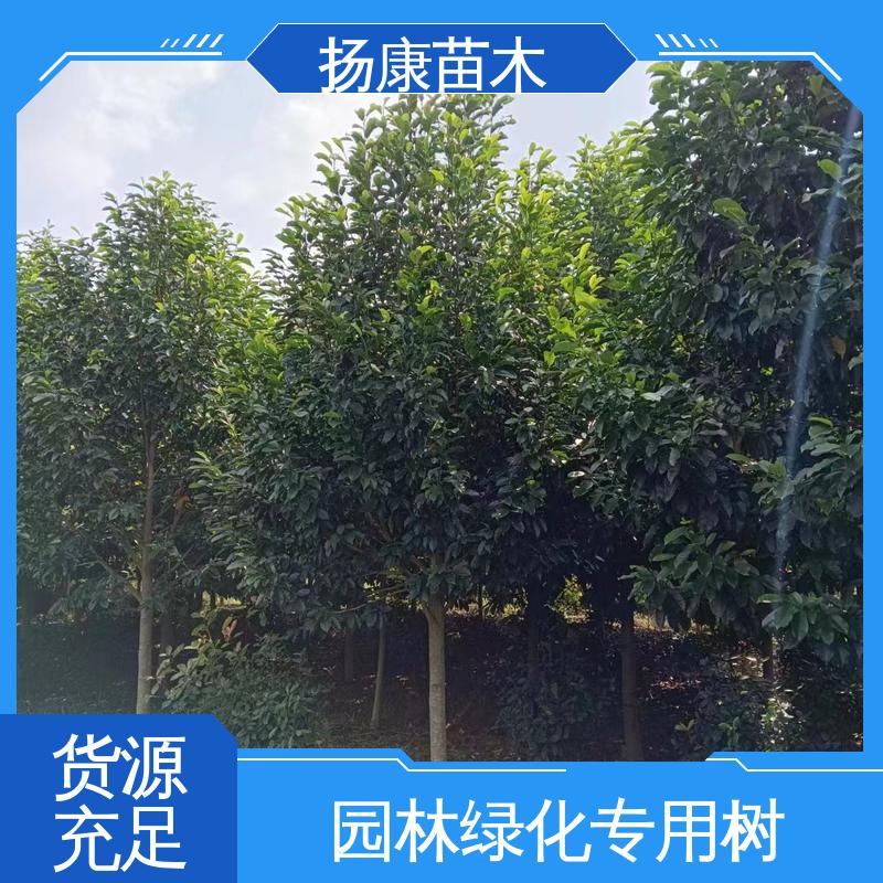 扬康苗木 20公分乐 昌合笑 园林绿化专用树 造型优美 易成活
