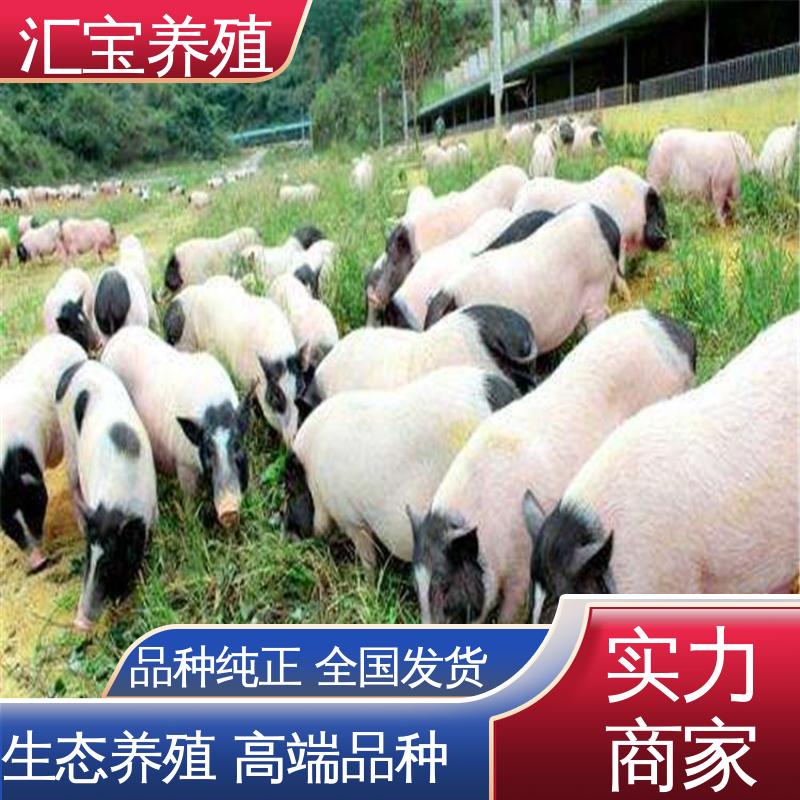 不易生病 纯种巴马香猪 小猪猪 繁殖能力强 景区观赏 