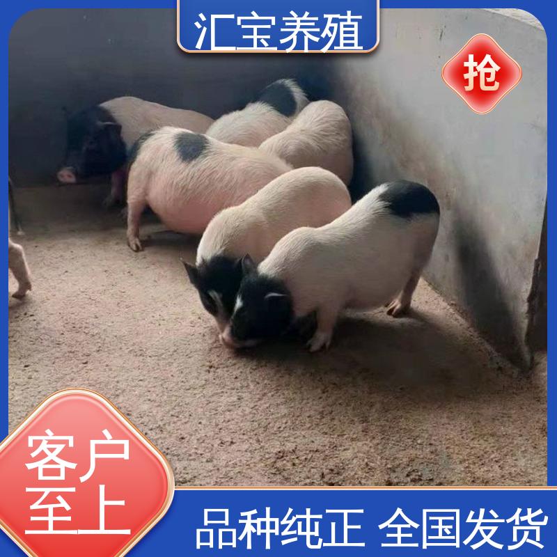 汇宝养殖 温顺可爱 育肥巴 马香猪 一只起发 包回收