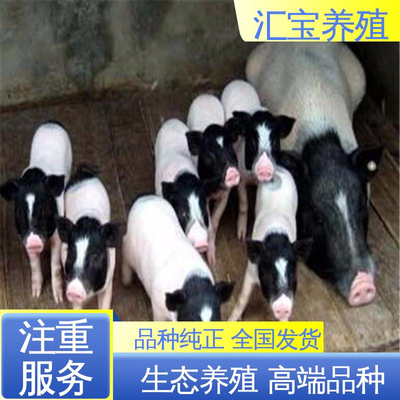  上门服务 一窝十几头 成年大猪出栏 小体型巴马香猪