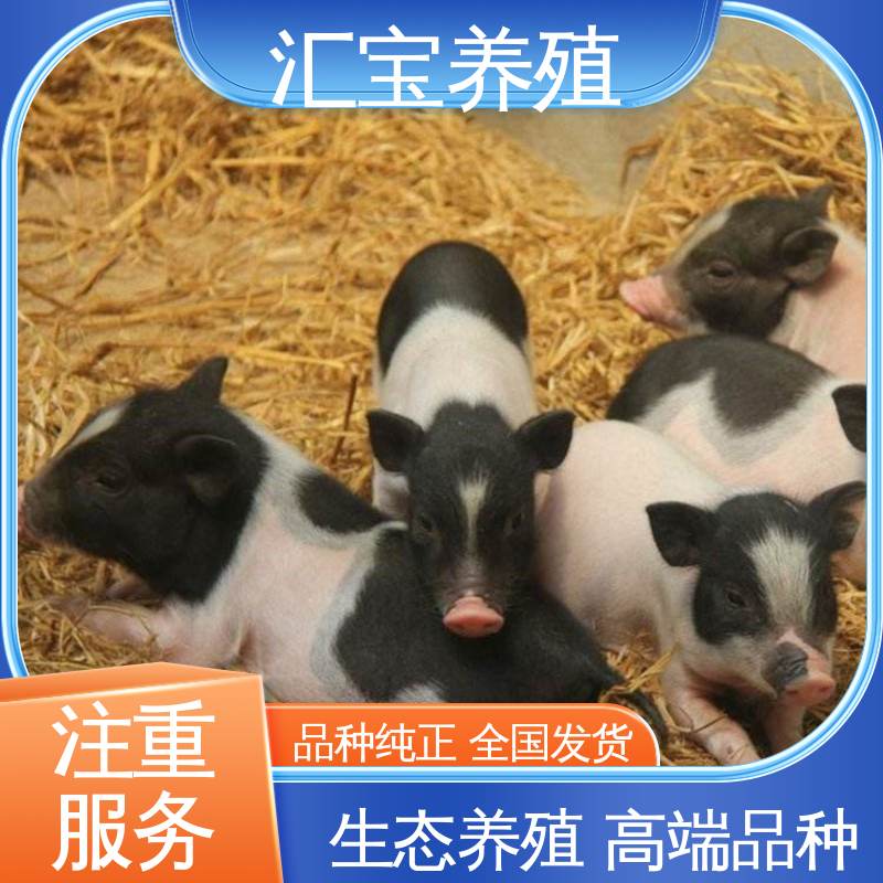 娱乐休闲拍照 迷你巴马香猪 一窝十几头 不易生病 