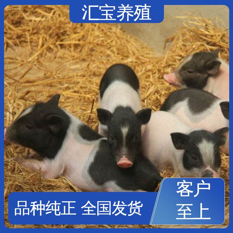汇宝养殖 快速发货 纯种巴 马香猪 各种水果都可以吃 厂家直供