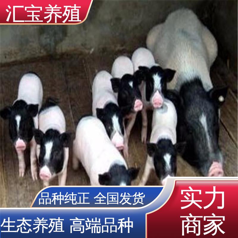 育肥巴马香猪 允许个人饲养 温顺可爱 快速发货 