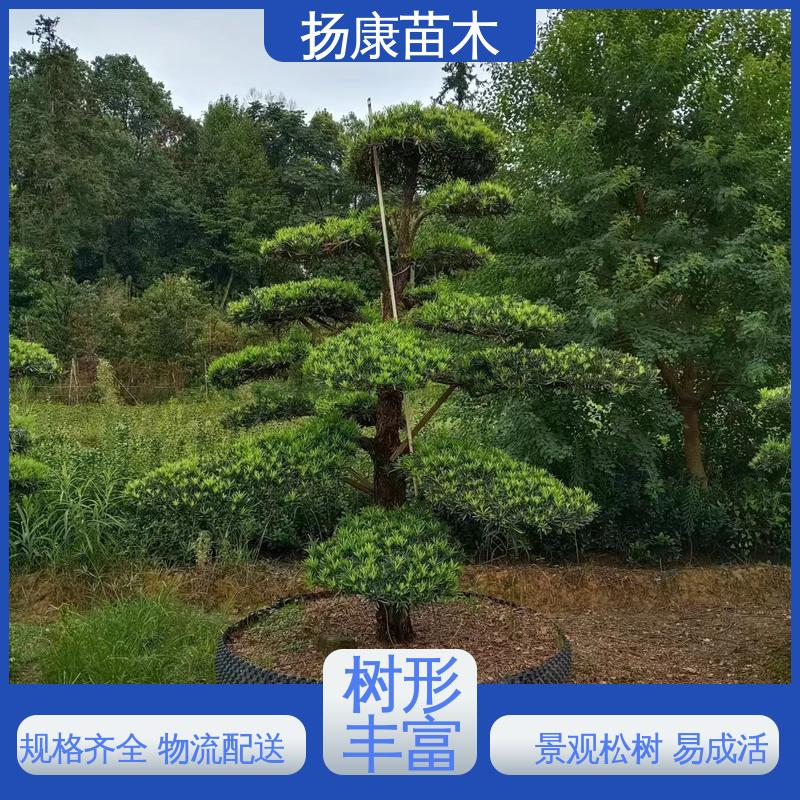 扬康苗木 基地供应 进口罗汉松 园林绿化工程设计 造型优美 易成活