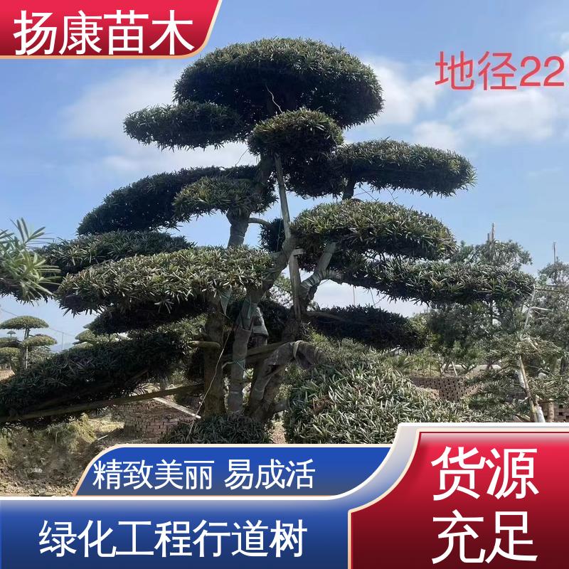 扬康苗木 浙 江罗山松 园林绿化专用树 枝叶紧密 美丽多姿