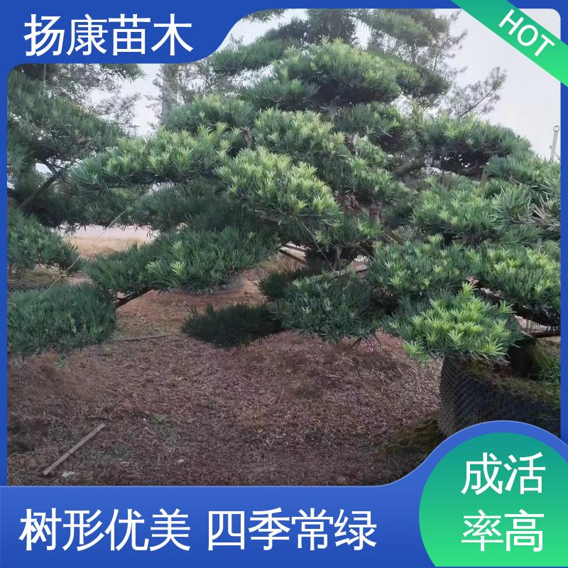 扬康苗木 基地供应 20公分罗汉松 城市景观绿化树 精致美丽 易成活