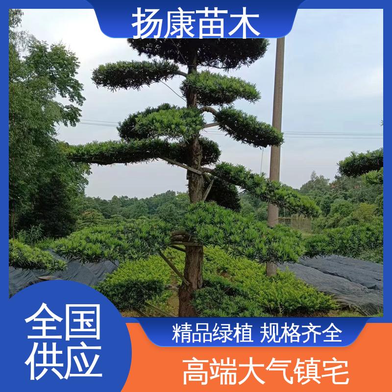 扬康苗木 基地供应 精品罗汉松 园林绿化专用树 高端大气镇宅