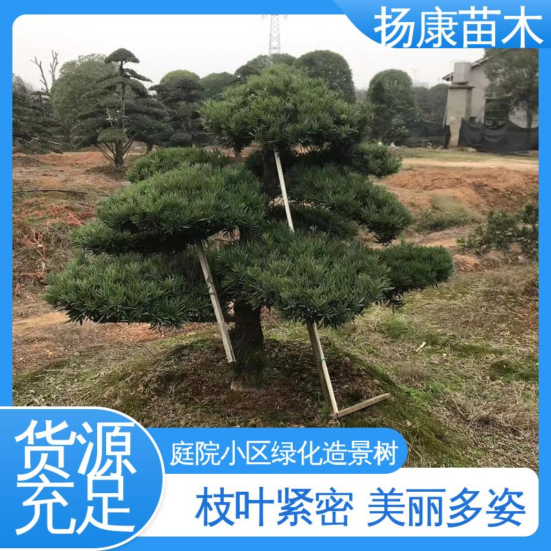 扬康苗木 基地供应 罗汉松盆景 园林绿化工程设计 适用性强 规格齐全