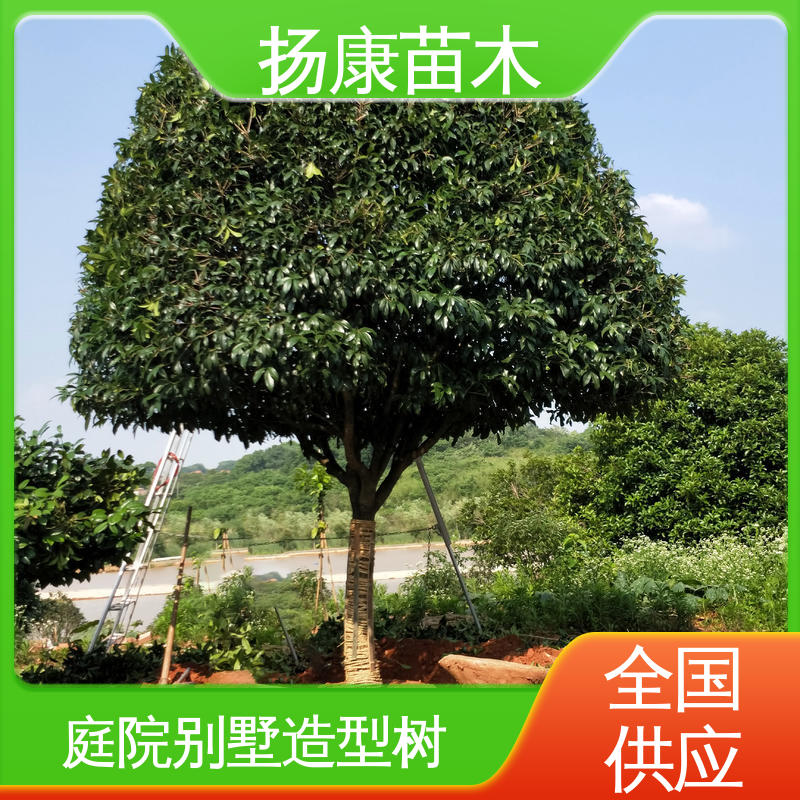 扬康苗木 核花金柱 庭院小区绿化造景树 精致美丽 易成活