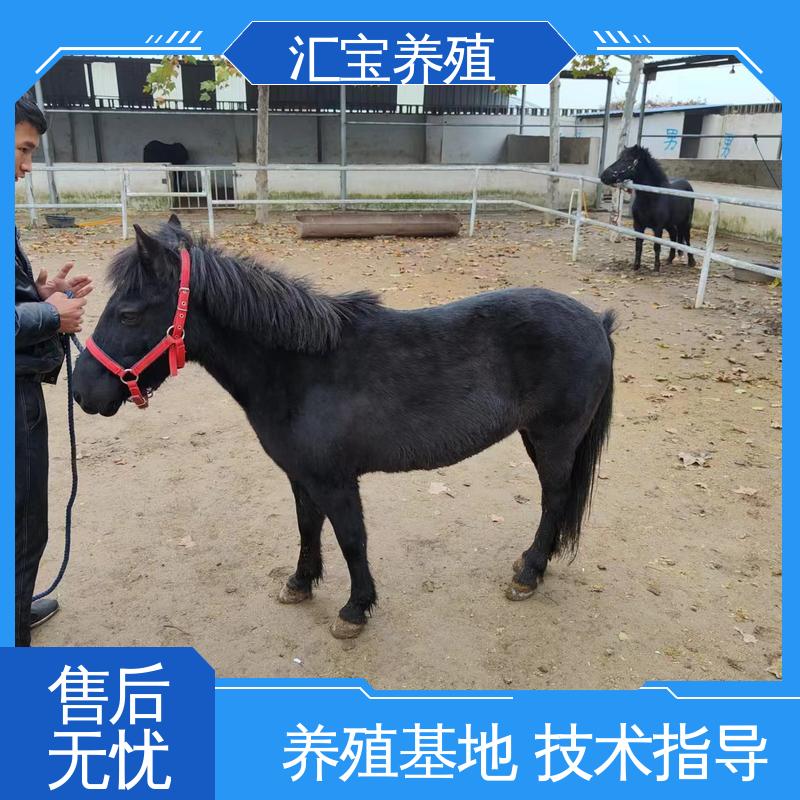 景区观赏乘骑 实地引种考察 袖珍迷你矮马 各种水果都可以吃 