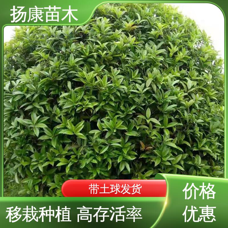 扬康苗木 精品桂花 园林绿化工程设计 高成活率 规格齐全