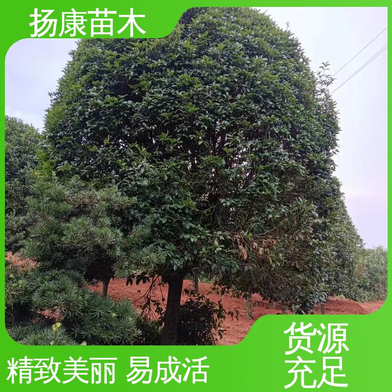 扬康苗木 基地供应 18公分丹桂 绿化工程专用苗 枝叶紧密 美丽多姿
