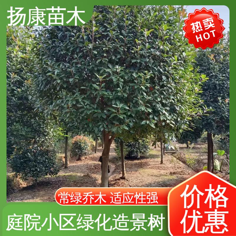 扬康苗木 红叶石楠树 园林景区栽植 造型优美 易成活