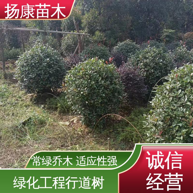 扬康苗木 基地供应 红叶石楠树 道路绿化行道苗 观赏价值高