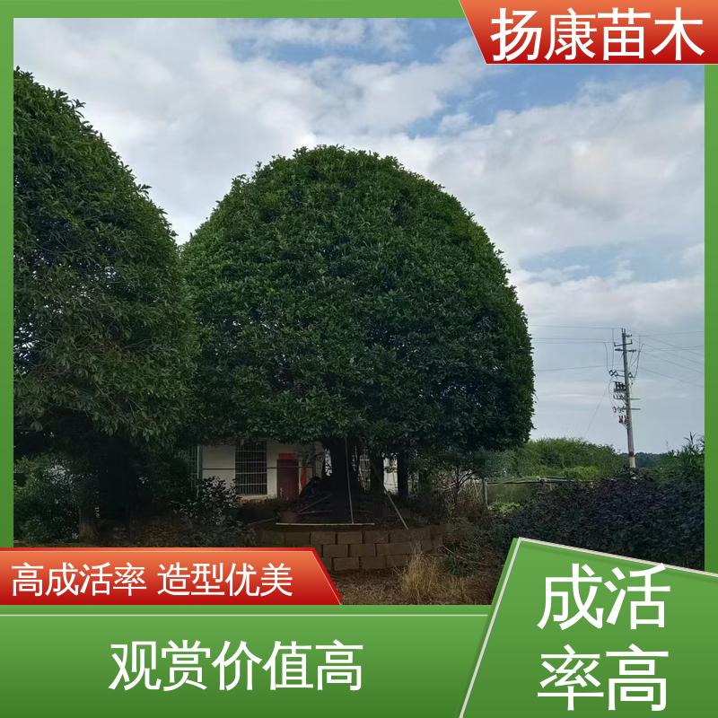 扬康苗木 30公分桂花 庭院小区绿化造景树 高端大气美观