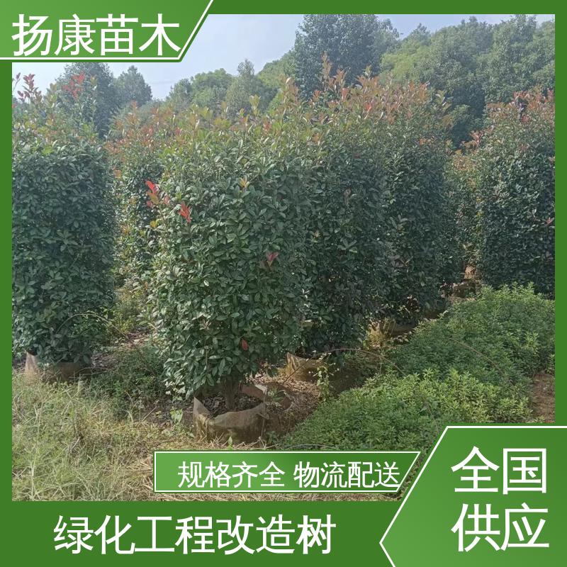 扬康苗木 基地供应 小楠 园林绿化工程设计 树形丰富 成活率高