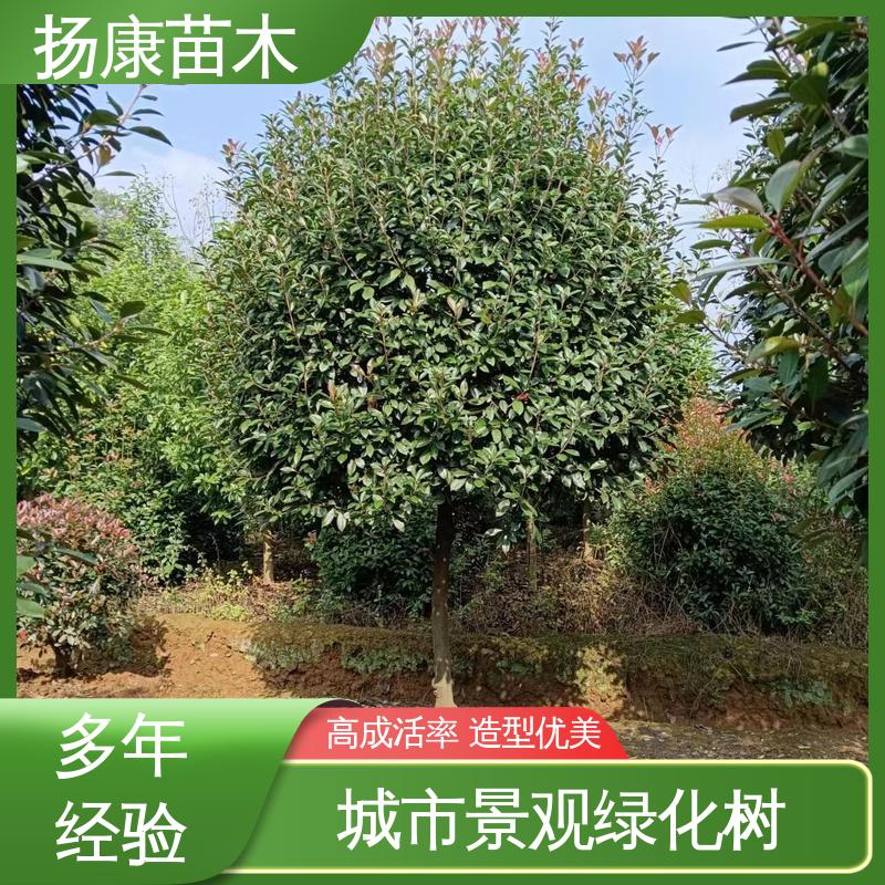 扬康苗木 纸石楠球 园林景区栽植 高成活率 规格齐全