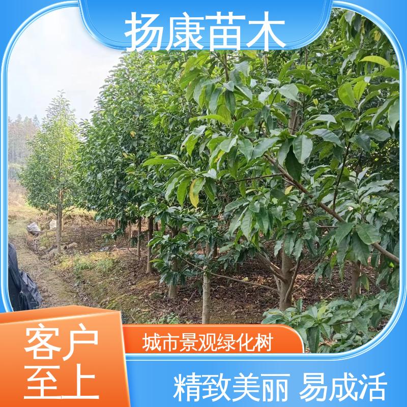 扬康苗木 基地供应 乐 昌含笑苗 园林绿化专用树 精致美丽 易成活