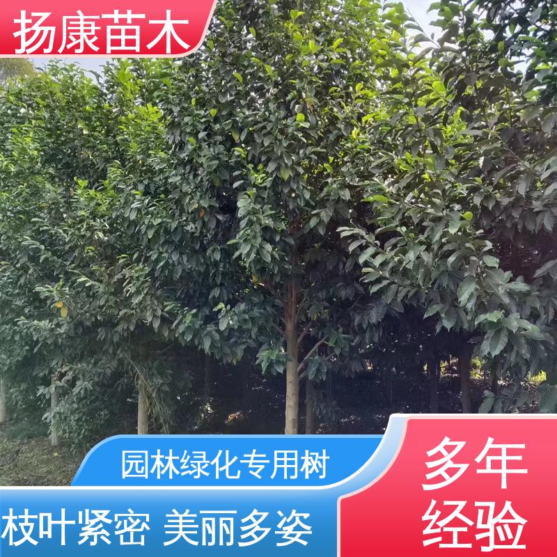 扬康苗木 基地供应 乐 昌含笑 庭院小区绿化造景树 高成活率 规格齐全