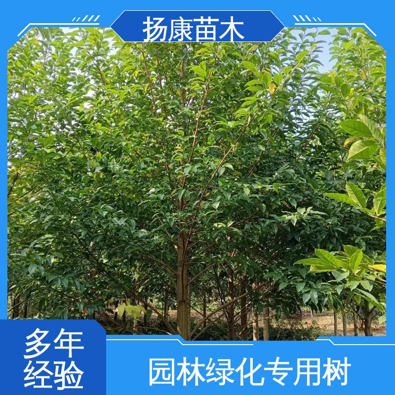 扬康苗木 基地供应 乐 昌含笑苗 道路绿化行道苗 适用性强 规格齐全