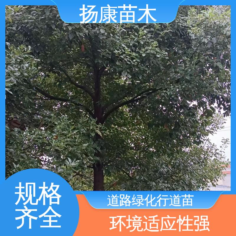 扬康苗木 基地供应 湖 南 乐 昌含笑 园区道路绿化苗 适用性强 规格齐全