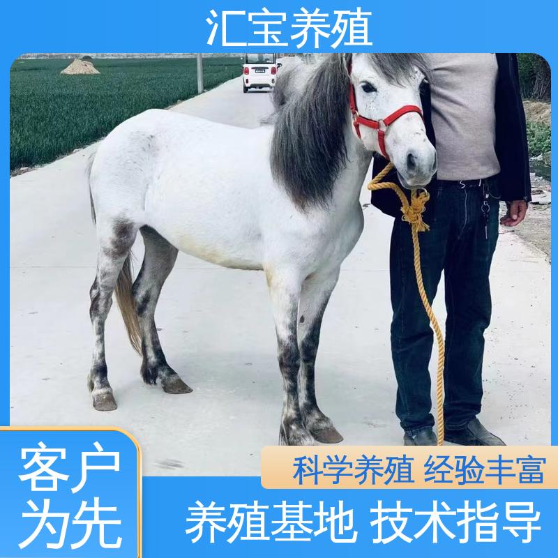 不易生病 农家养殖矮马 马术俱乐部 各种水果都可以吃